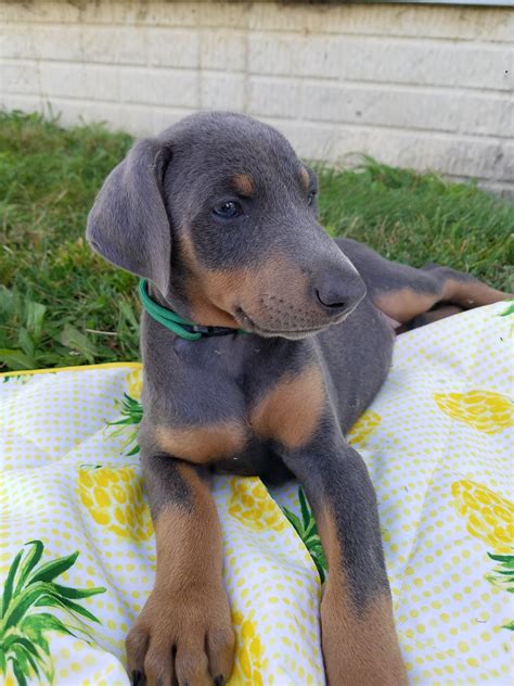 doberman pinscher puppies for sale